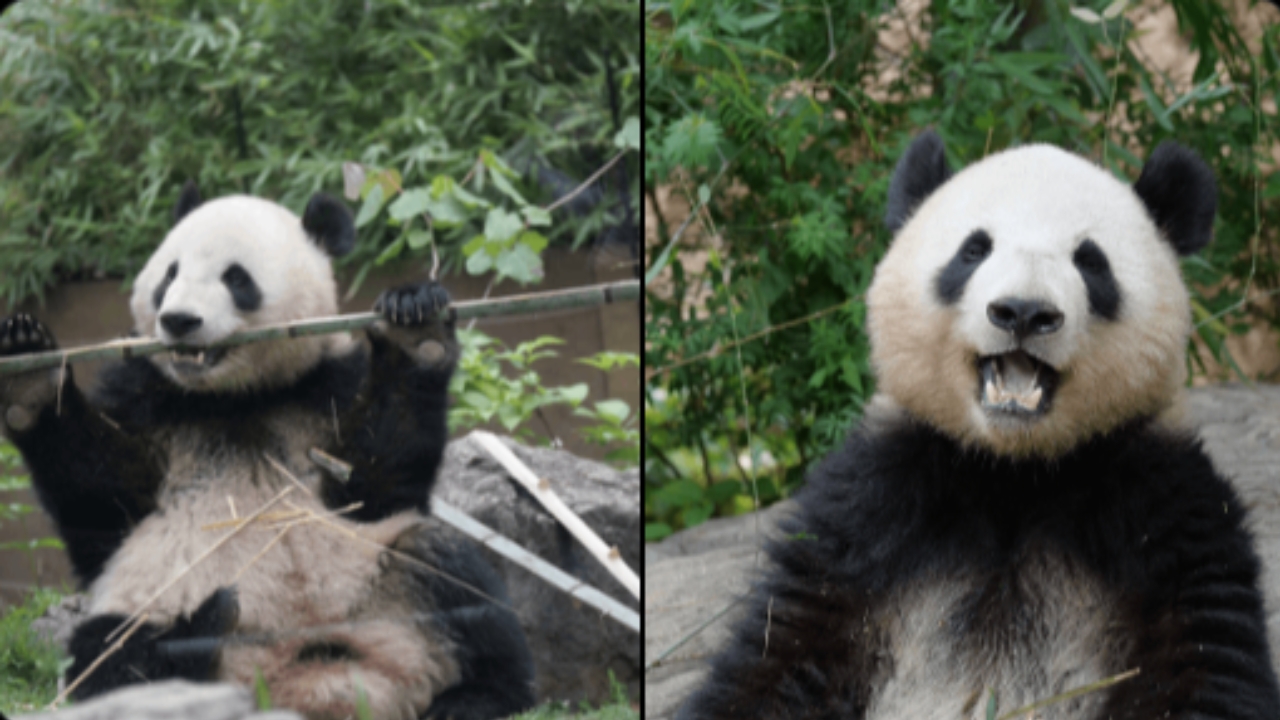 ญี่ปุ่นส่งแพนด้า 2 ตัวไปรักษาโรคความดันโลหิตสูงที่จีน