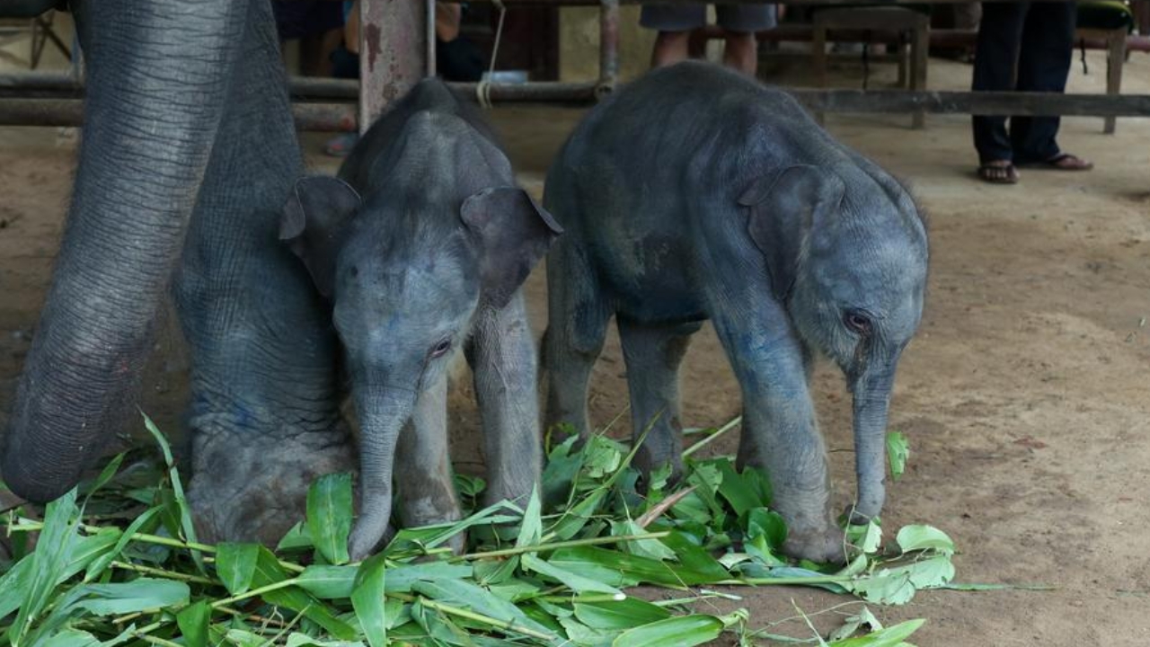 หายาก แม่ช้างให้กำเนิดลูกฝาแฝด ที่ปางช้างเมียนมา นับเป็นคู่ที่ 12 ที่เกิดมาในรอบเกือบ 70 ปี 