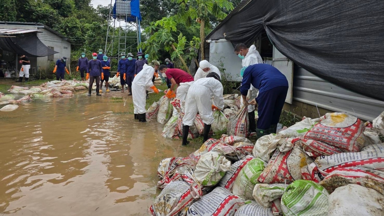 น้ำท่วมสงขลา "ไก่" ในฟาร์มตายกว่า 7 หมื่นตัว เร่งฝังกลบป้องกันโรคระบาด