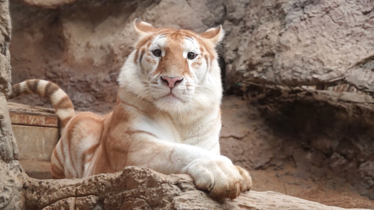 แฟนคลับหายห่วง เชียงใหม่ไนท์ซาฟารี แจงสาเหตุ "น้องเอวา" งดทำการแสดง