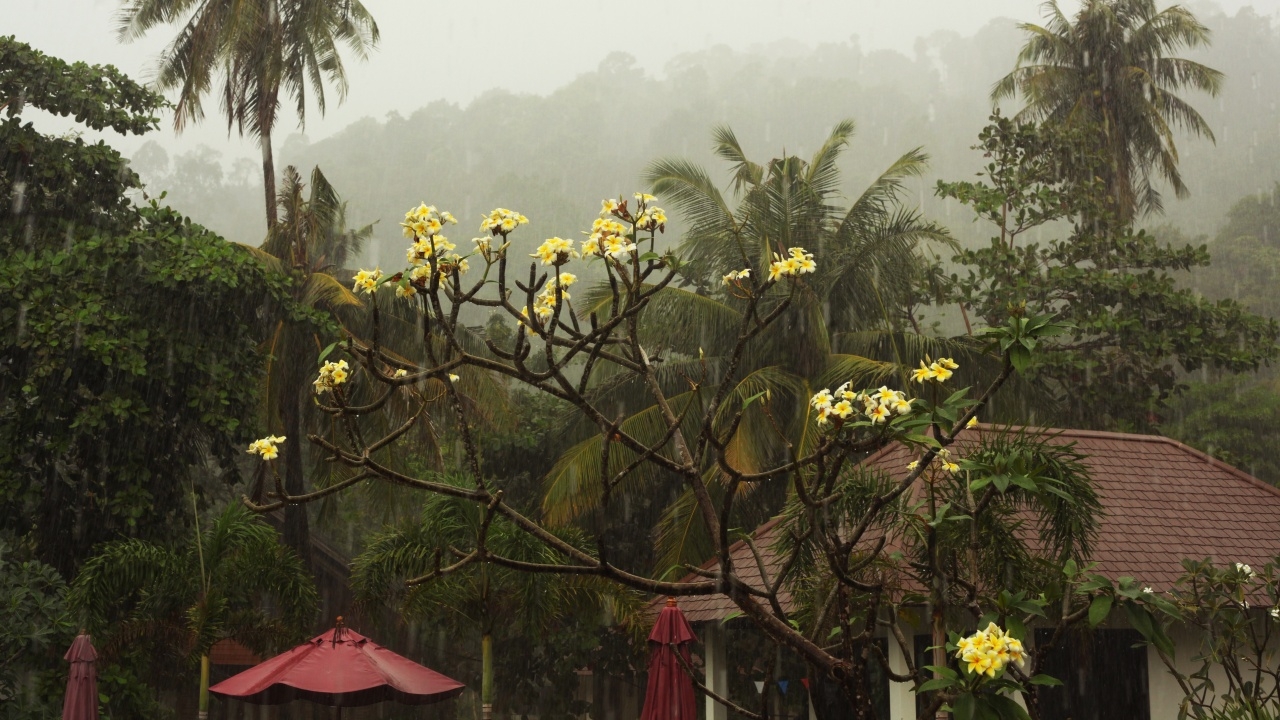 ระวังฝนหนัก! 14-15 ธ.ค. ภาคใต้ฝั่งตะวันออก ระวังฝนหนัก! 14-15 ธ.ค. ภาคใต้ฝั่งตะวันออก