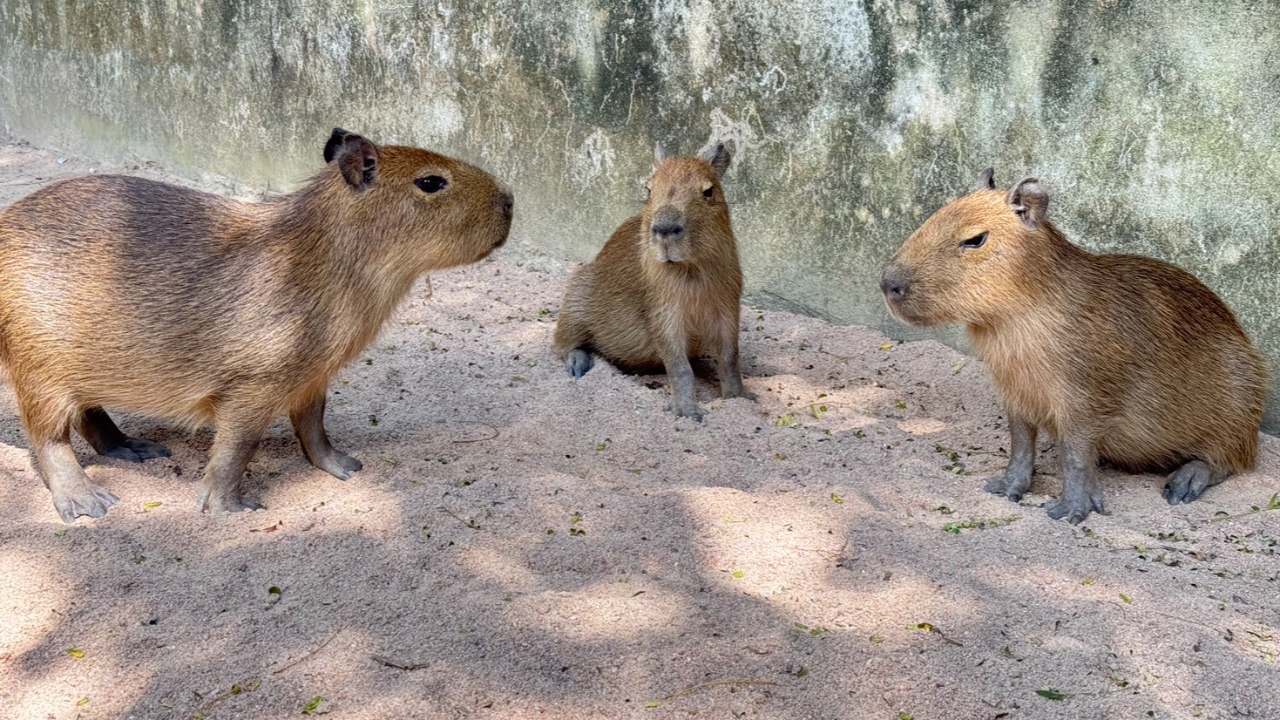 สวนสัตว์เปิดเขาเขียว เปิดตัว "ลูกหนูยักษ์คาปิบารา" น่ารักรับวันพ่อแห่งชาติ