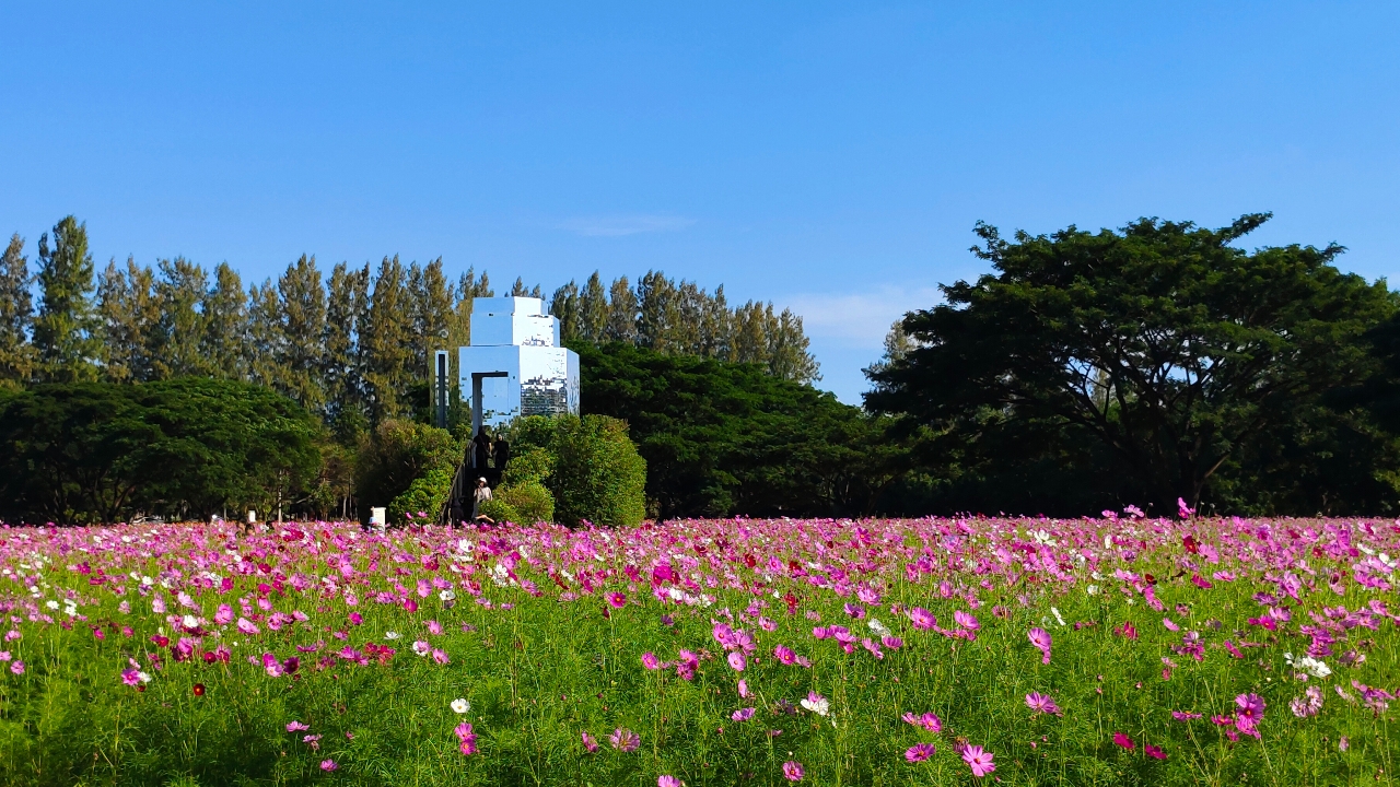 ชวนเช็กอิน จิม ทอมป์สัน ฟาร์ม ชมนิทรรศการศิลปะกลางทุ่งพร้อมหวนคืนถิ่นแดนอีสาน