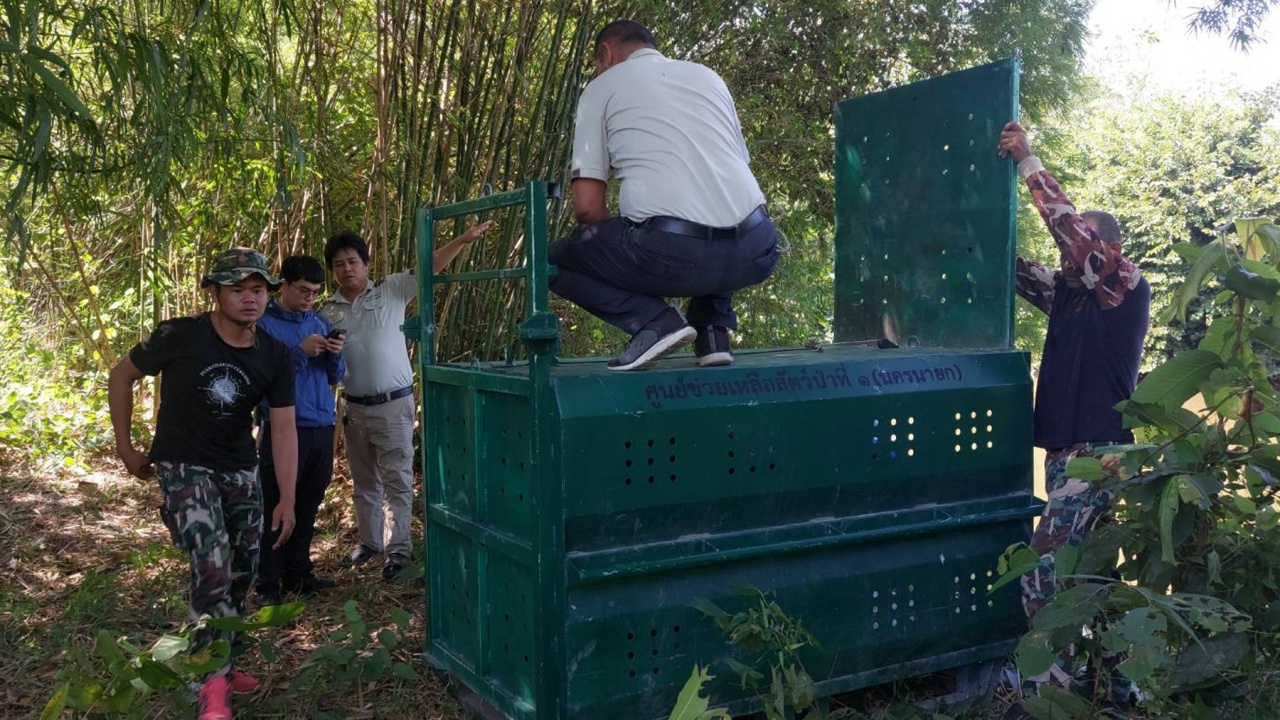 แพทย์เผยอาการชายวัย 75 ปี ถูกหมีควายเขาใหญ่ตะปบ สูญเสียดวงตาทั้งสองข้าง