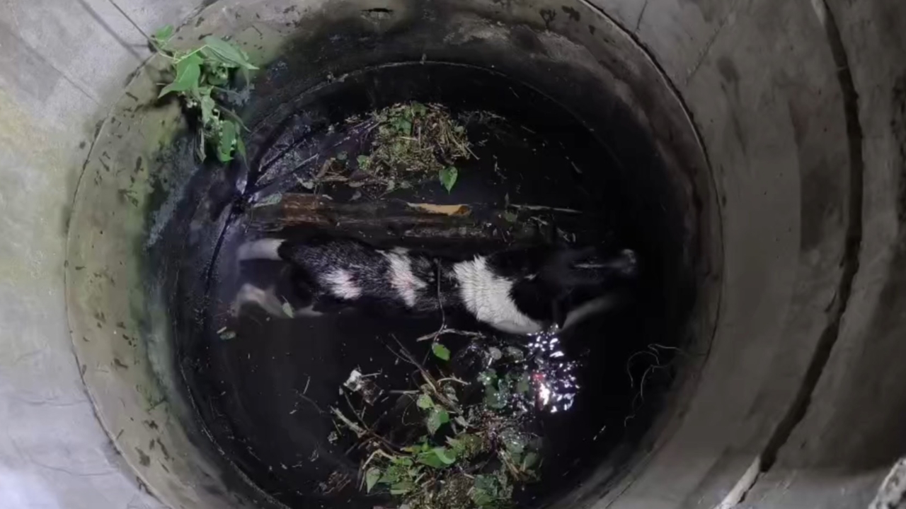 น้องหมาจรจัดยืดตัวยันเอาตัวรอดในบ่อน้ำ 3 ชม. น้องหมาจรจัดยืดตัวยันเอาตัวรอดในบ่อน้ำ 3 ชม.