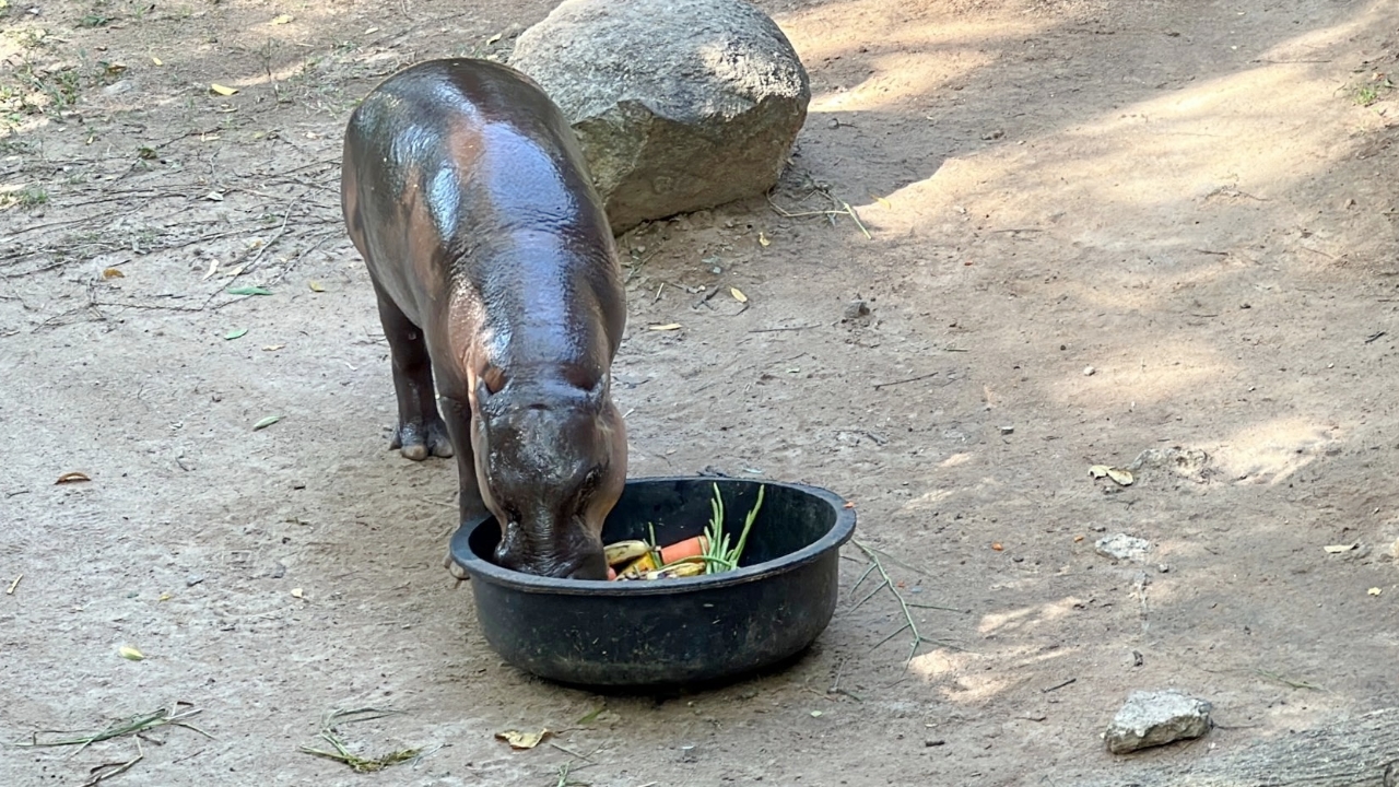 เตรียมสู่ขอ "น้องหมูมะนาว" ให้ "หมูตุ๋น" พี่ชายหมูเด้ง หวังพัฒนาสายพันธุ์ฮิปโปแคระ