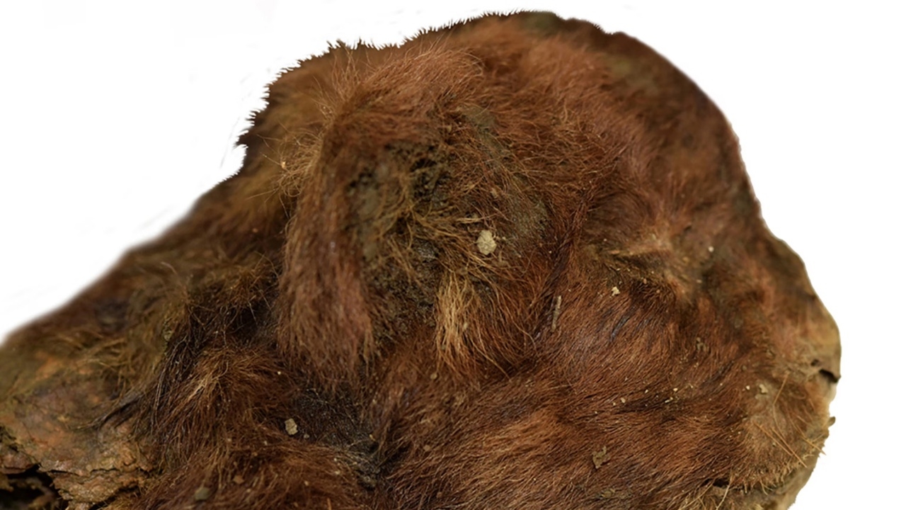 พบซากลูกเสือเขี้ยวดาบอายุ 35,000 ปี ในไซบีเรีย ยังคงมีขนเกือบสมบูรณ์