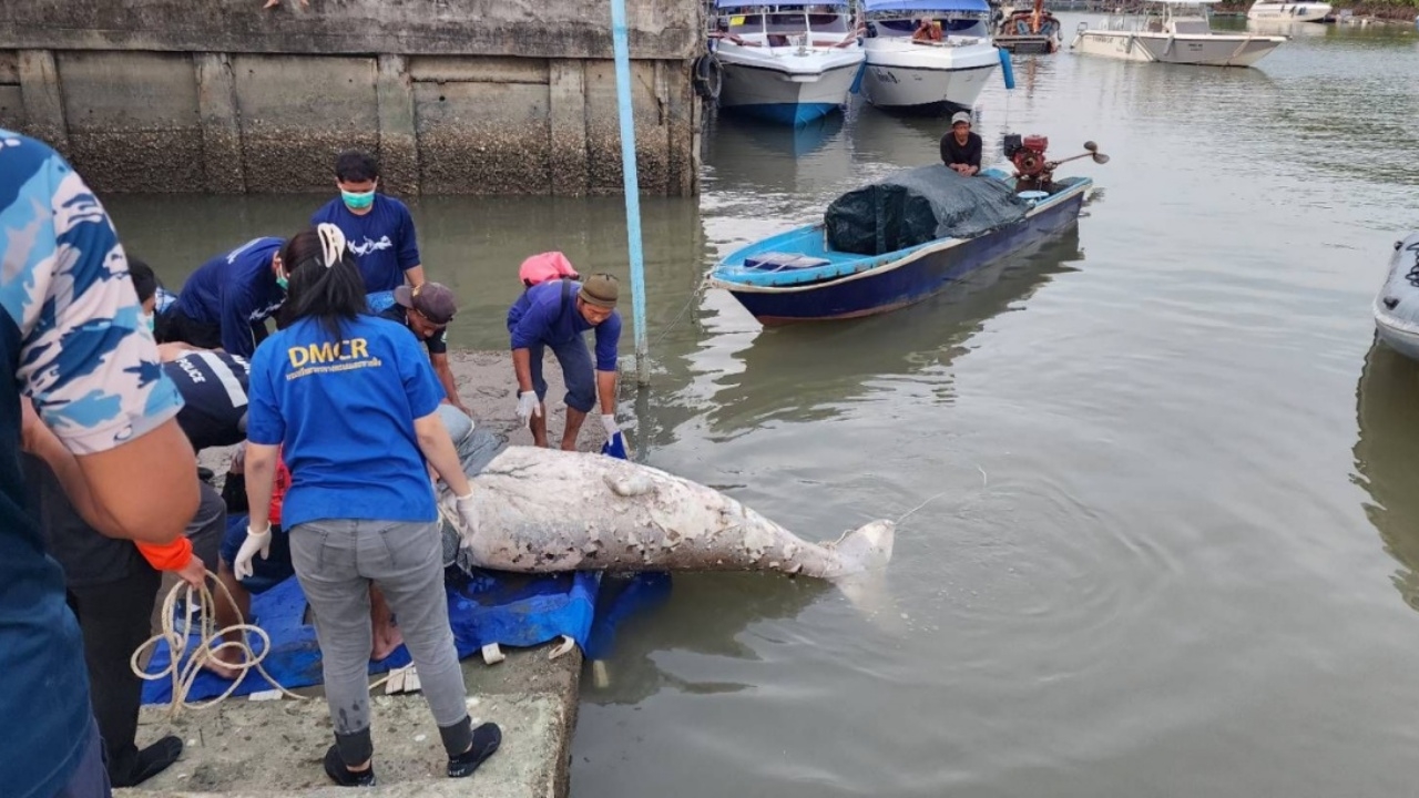 สลด พบซาก "พะยูน" ถูกตัดหัว ใกล้ท่าเทียบเรือบ้านบางโรง จ.ภูเก็ต