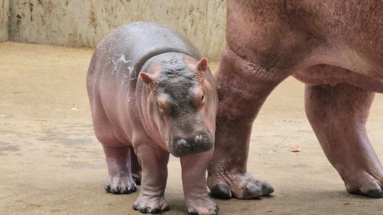 สวนสัตว์ศรีสะเกษ คึกคัก จัดงานครบรอบวันเกิด "น้องหอมแดง" ลูกฮิปโป วัย 1 เดือน