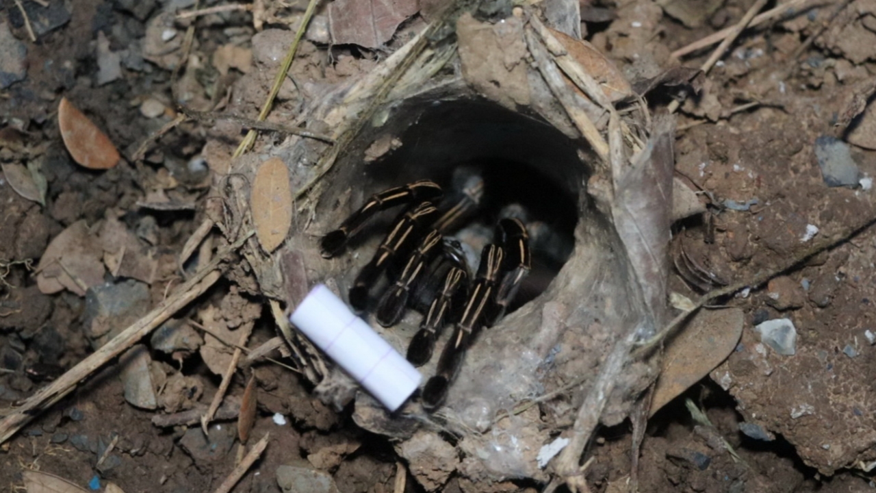 งวดนี้รอไม่นาน คอหวยทำพิธีตามศรัทธา ขอเลขเด็ดเสี่ยงทาย "พญาบึ้ง" จ.อ่างทอง