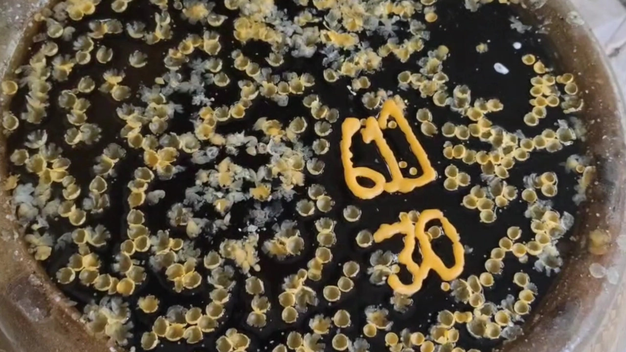 .มัดรวมไว้แล้ว 