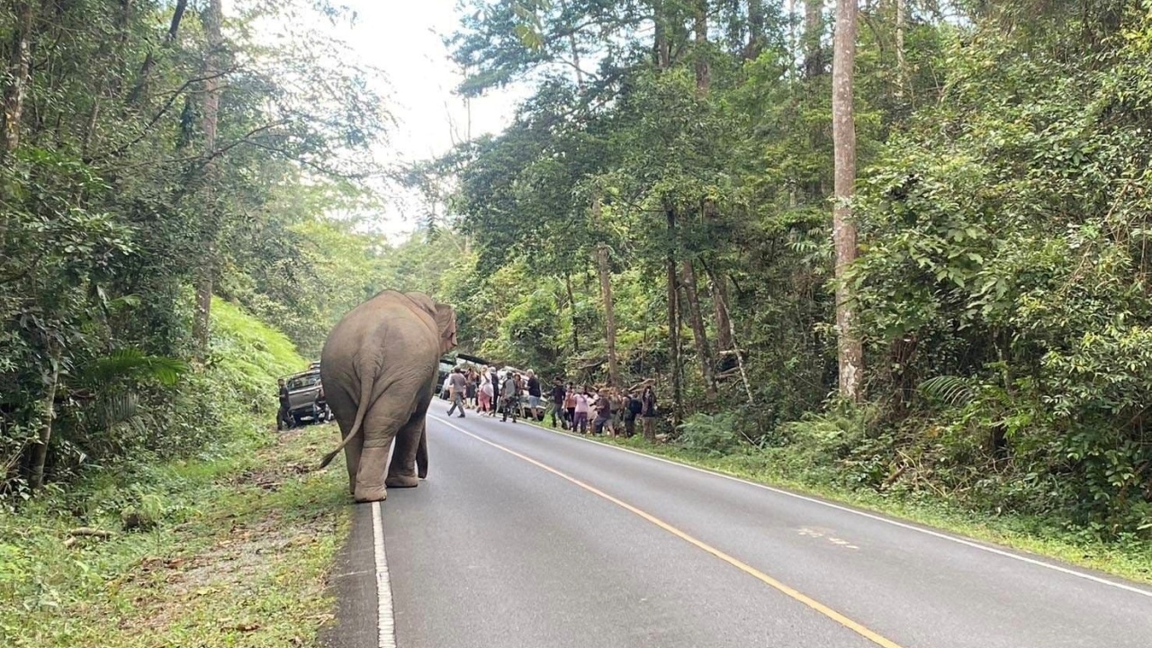 อุทยานฯ เขาใหญ่ แจง "พลายสุ" ขอลาออกเอง ดราม่าปรับชุดเฝ้าระวังผลักดันช้างป่า