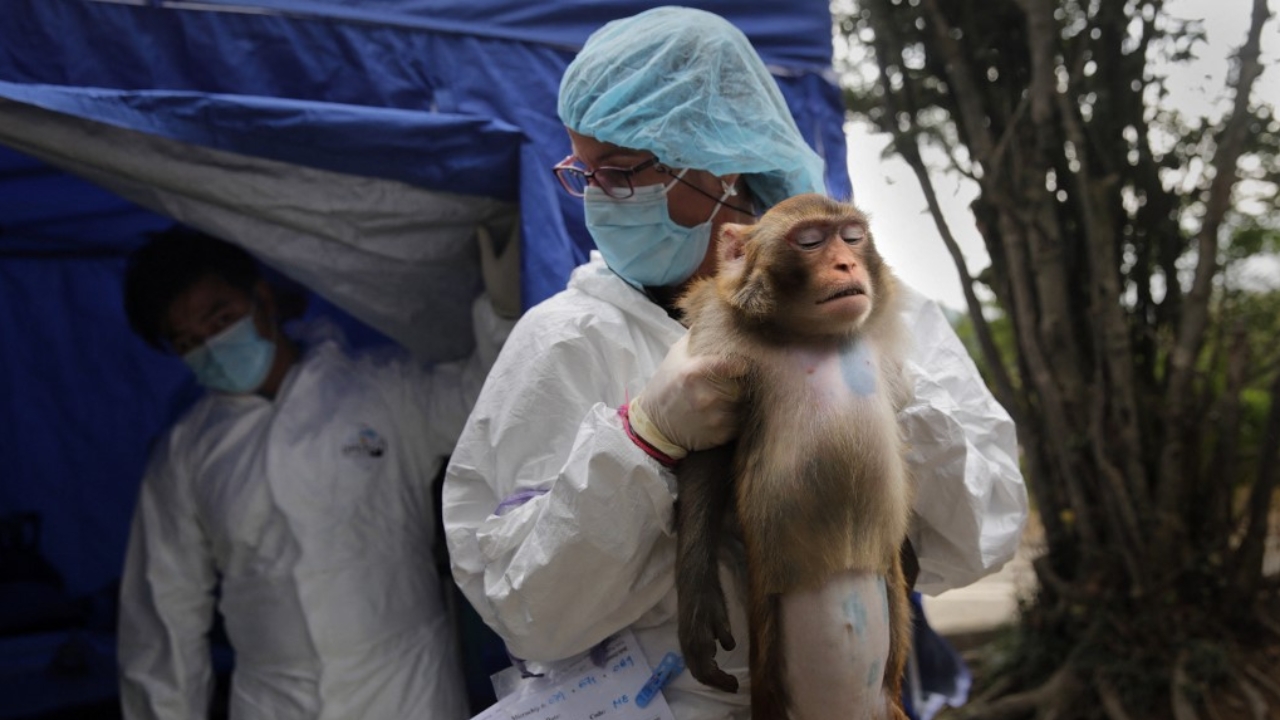 ฮ่องกงเผย ลิง 9 ตัวตายในสวนสัตว์ ติดเชื้อแบคทีเรียทำให้เป็นโรค "เมลิออยโดซิส"
