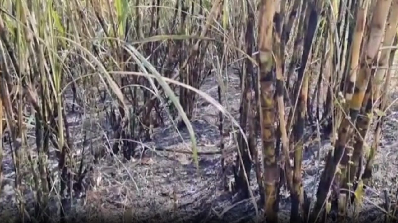 บุรีรัมย์เอาจริง จับ 2 ราย มือเผาพื้นที่เกษตร ลามไหม้ไร่อ้อย 30 ไร่ ทำฝุ่น PM2.5 พุ่ง