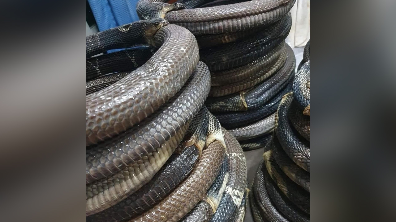 เพจดังเผยภาพซากงูกินหาง บอกมีขายทั้งหลายไซส์ ชาวเน็ตบอกเกือบสาธุแล้ว