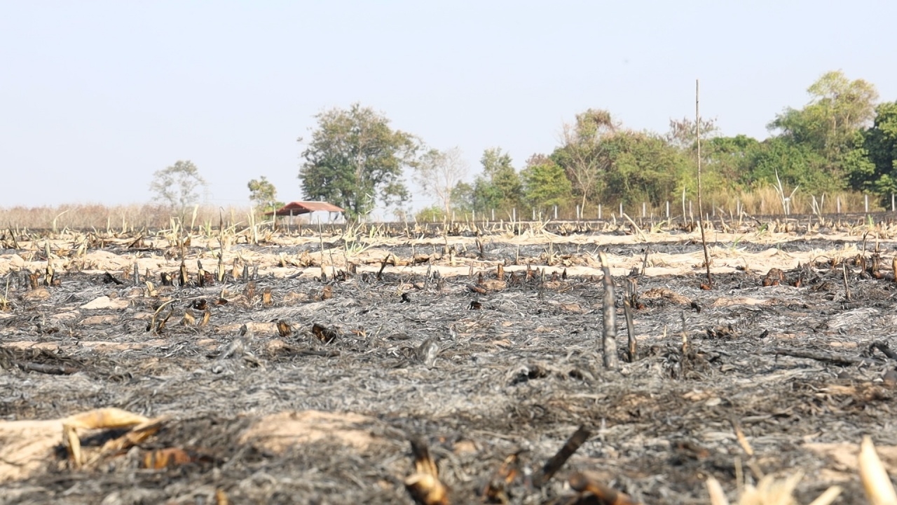 ผู้ว่าฯ อุดรธานี สั่งสอบคลิปเผาไร่อ้อยจนเป็นทะเลเพลิง-กำชับนายอำเภอเข้มใช้ กม.