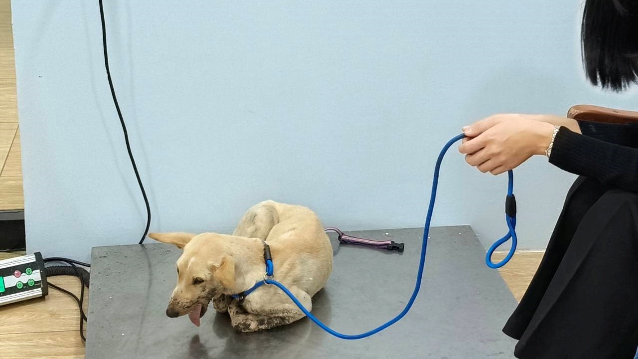 ถึงมือหมอแล้ว "โอเลี้ยง" หมาถูกรถชนกรามหัก คนใจบุญบริจาคช่วยค่ารักษา 3 หมื่น