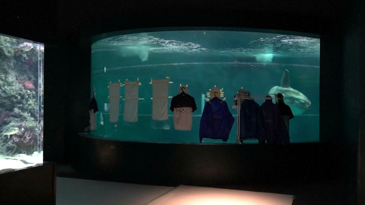 แก้ปัญหาปลาเหงา อะควาเรียมญี่ปุ่นเอารูปคนมาแปะรอบตู้ขณะปิดปรับปรุง