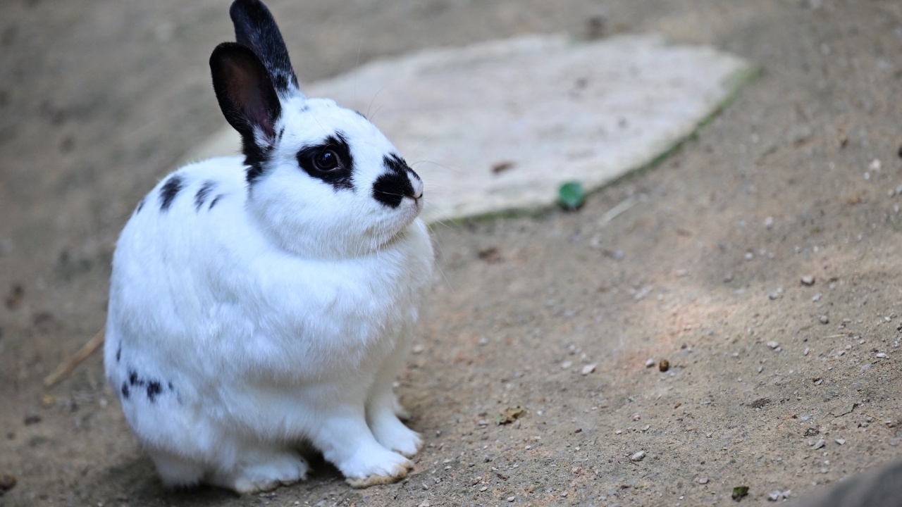 ญี่ปุ่นรวบหนุ่มตีนโหด ต้องสงสัยเตะกระต่ายตายกว่า 70 ตัว
