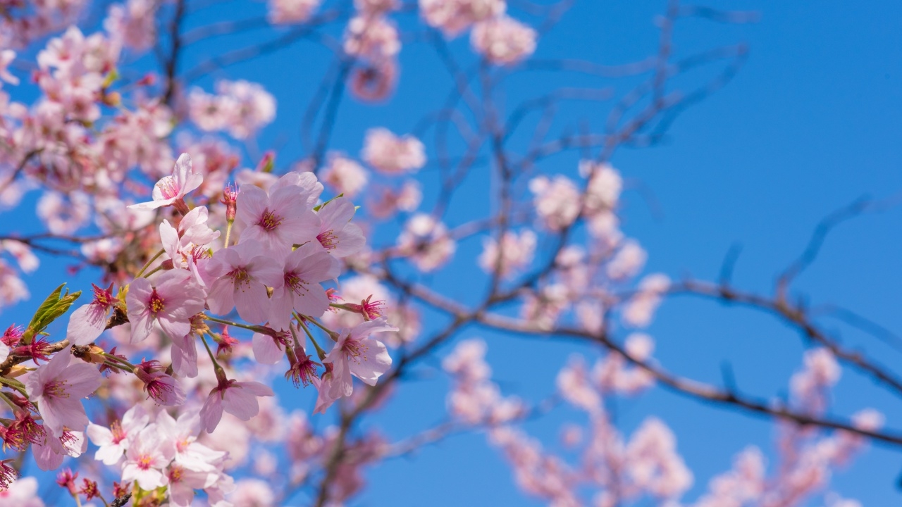 อช. แจงดราม่าปลูก "ต้นซากุระ" ในไทย ยันไม่ได้ปลูกในพื้นที่ป่าอนุรักษ์-อุทยานฯ