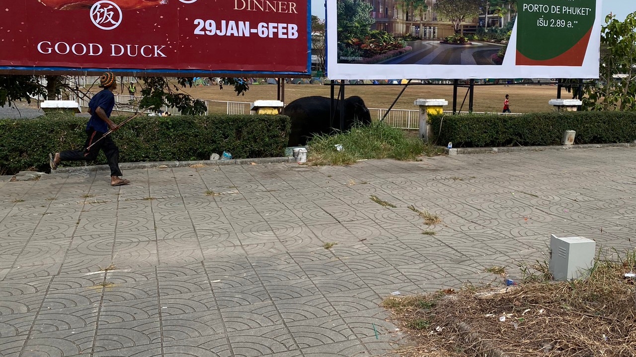 สกัดวุ่น ช้างหลุดจากปาง เดินบนถนนที่ภูเก็ต สุดท้ายเจอไปเล่นน้ำในลำธาร