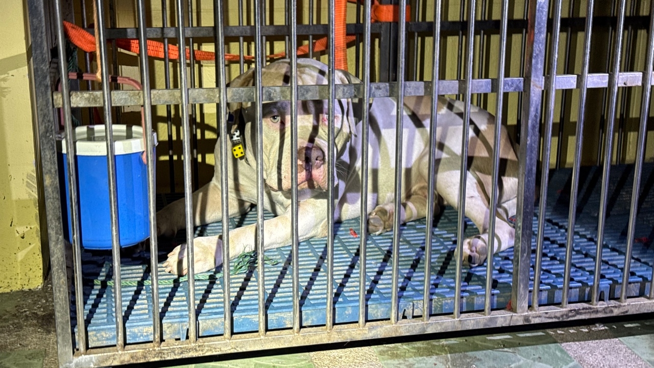 หลวงพี่หาย 2 วัน พบมรณภาพจมกองเลือดในกุฏิ คาดอเมริกันบูลลี่กัด