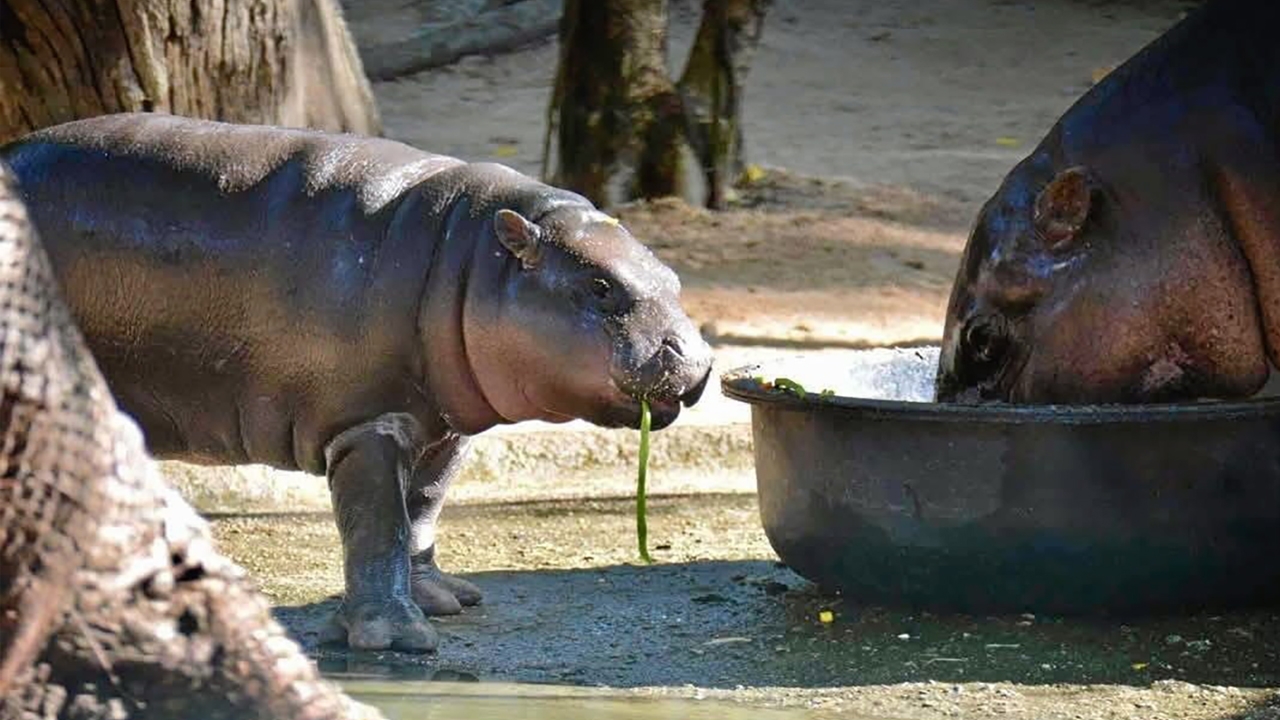 ชู “หมูเด้ง” เทียบชั้นมิคกี้เมาส์ หนุนนำทรัพย์สินปัญญาระดมทุนออกโทเคน