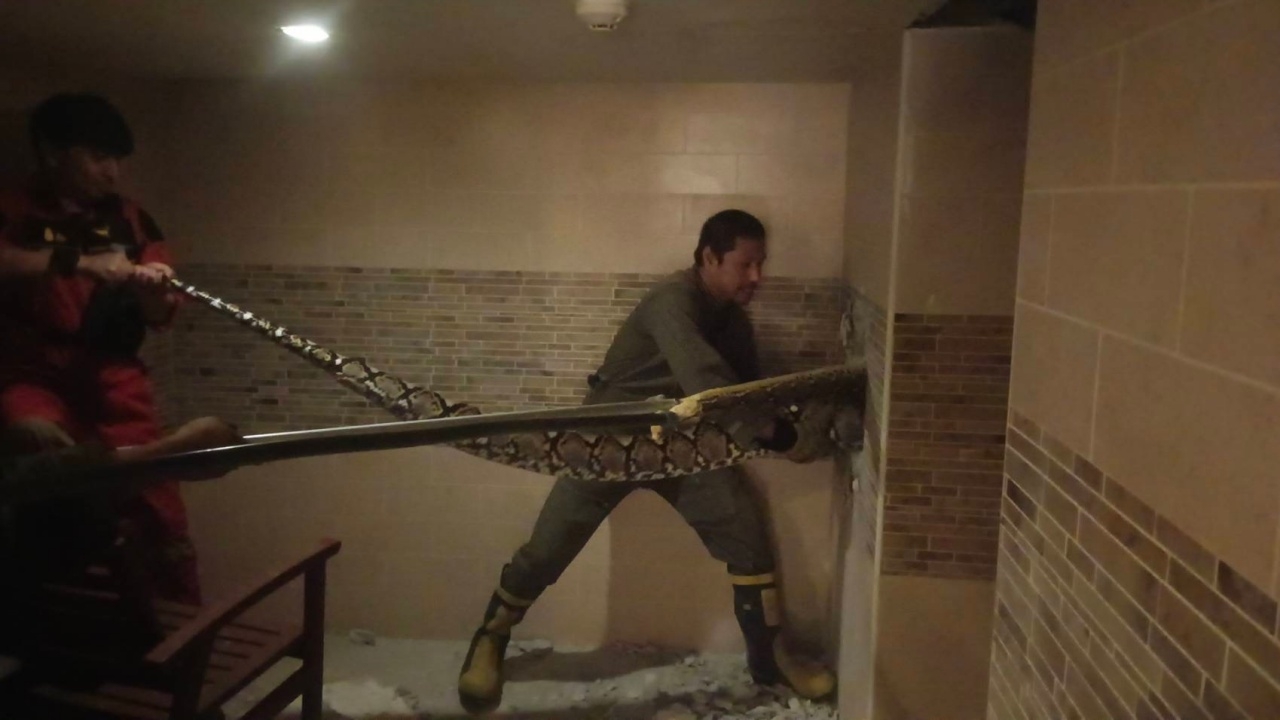 ทุบกำแพงล่า "งูเหลือมยักษ์" หนักกว่า 60 กก. โผล่ห้องน้ำคอนโดย่านพัทยาใต้