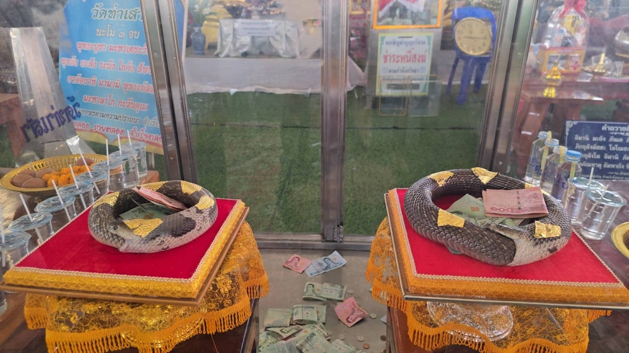 ฮือฮา ซากงูกินหาง 2 ตัวโผล่ในวัด เจ้าอาวาสเตือน "มองให้เป็นของแปลก อย่างมงาย"