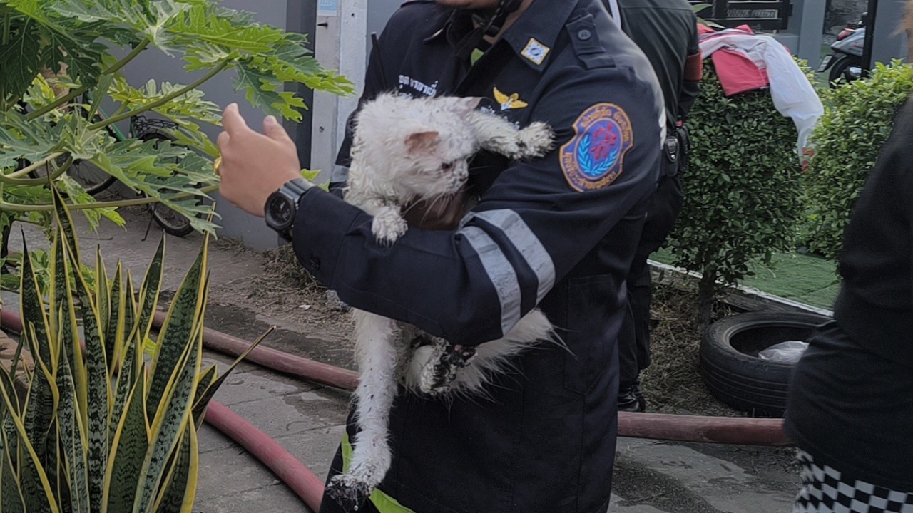 กู้ภัยเร่งช่วยแมวเปอร์เซีย 8 ตัว ติดอยู่ในบ้านหลังเกิดไฟไหม้ สุดท้ายตาย 1 ตัว