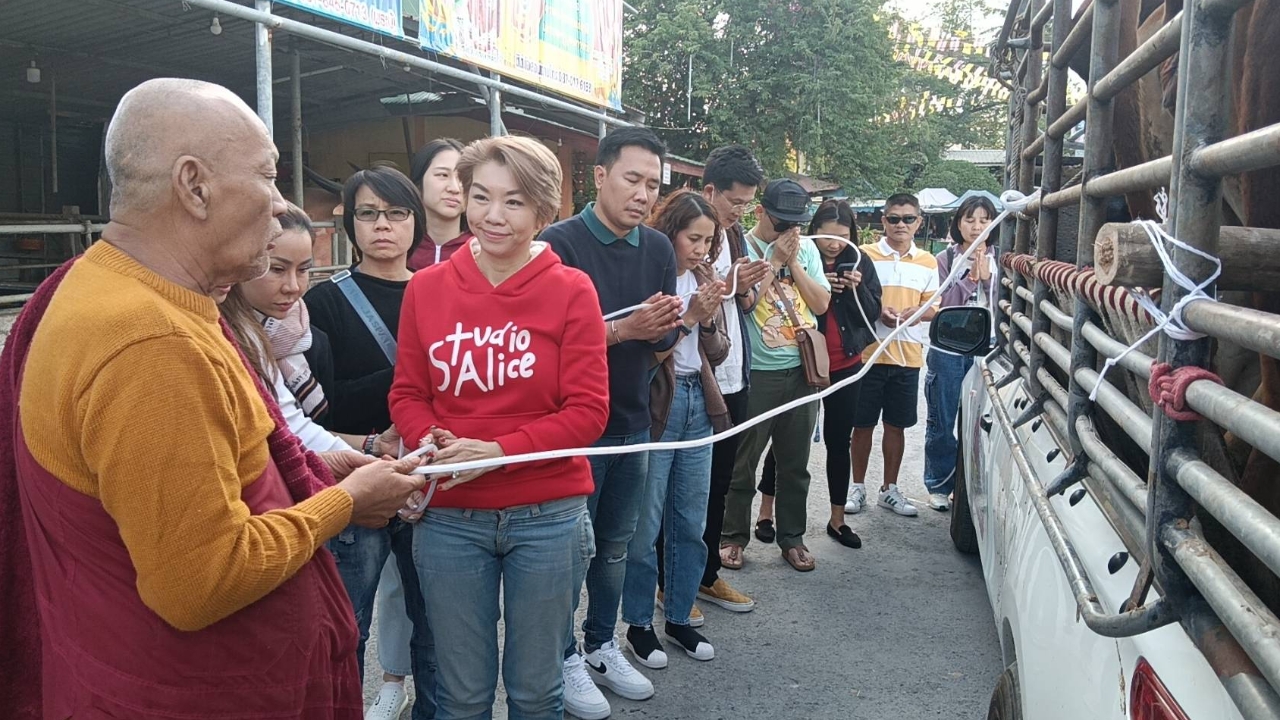 ธุรกิจรุ่ง สาวไถ่ชีวิตโค 4 ตัวถวาย "หลวงพ่อแป๊ะ" คอหวยโฟกัสเลขทะเบียนรถขนวัว