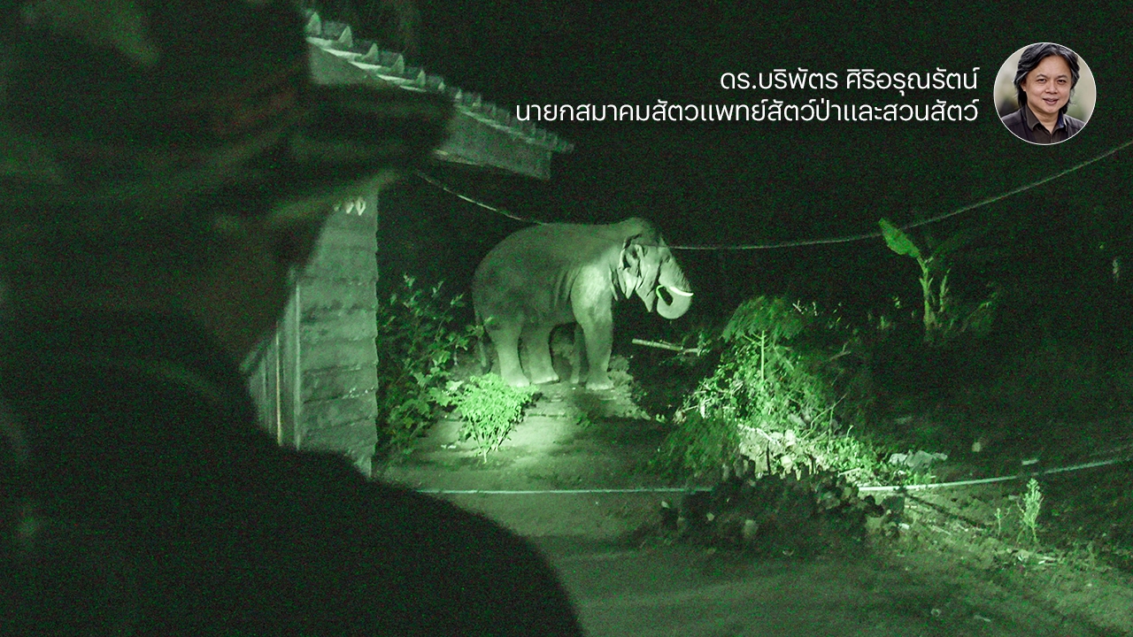 ‘คุมกำเนิดช้างป่า’   การุณหรือทารุณสัตว์  ไขดราม่าด้วยหลักวิทยาศาสตร์