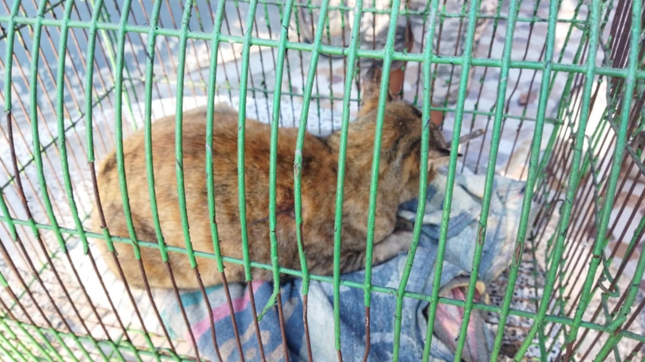 เจ้าของเศร้า เหมียวโดนลูกดอกยิงเบ้าตา คาดฝีมือ "กลุ่มผู้บ่าวกินแมว" แก้หนาว