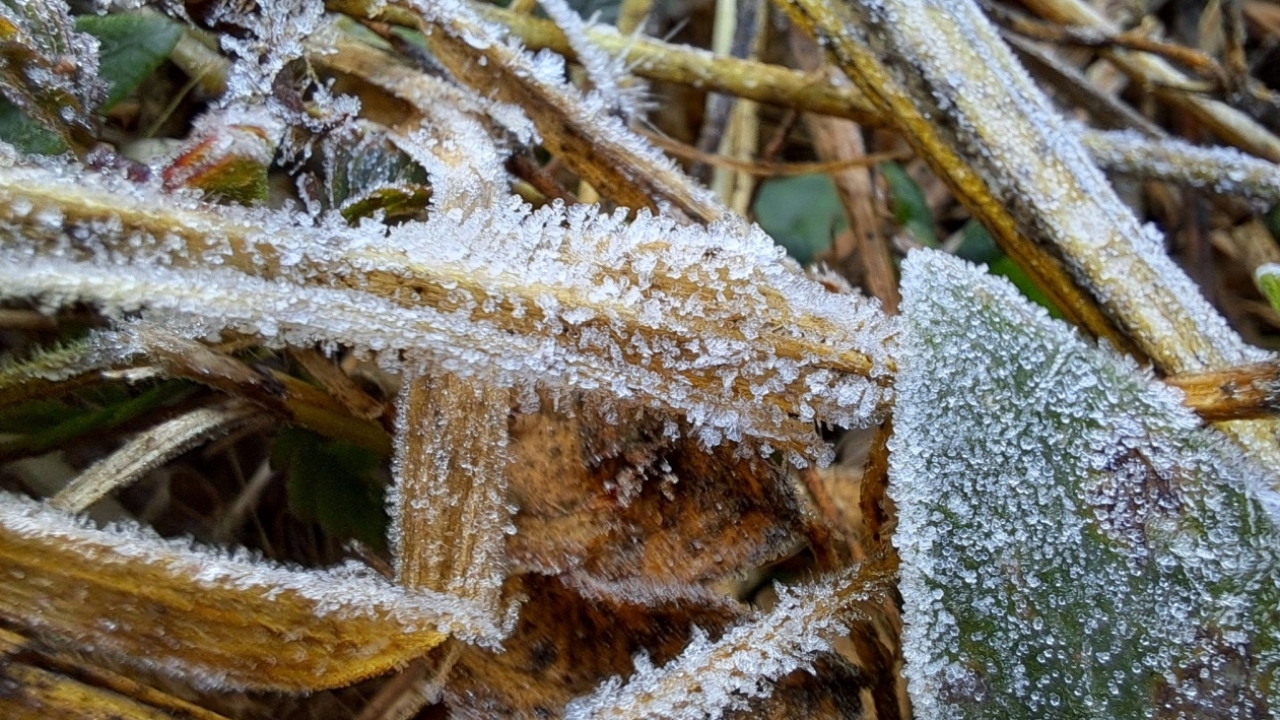 น้ำหนาว จ.เพชรบูรณ์ อุณหภูมิเย็นยะเยือก -3 องศา เกิดแม่คะนิ้งขาวโพลน