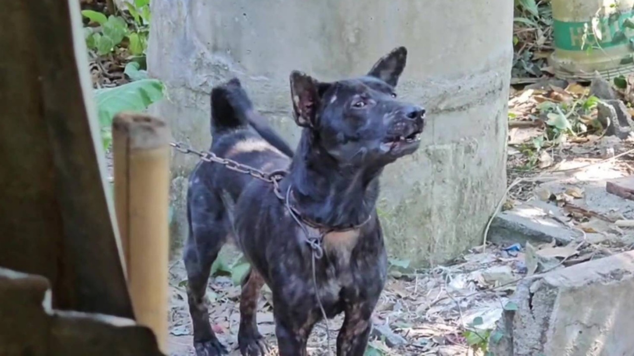 พ่อเฒ่าถูกหมาพันธุ์ผสมพิตบูลที่เลี้ยงไว้ กัดตายคาบ้าน ข้อมือขาดยังหาไม่เจอ