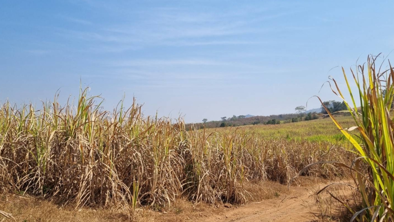 ภัยแล้งอีสานตอนบน กระทบชาวไร่อ้อย ผลผลิตไม่เป็นไปตามที่คาดการณ์