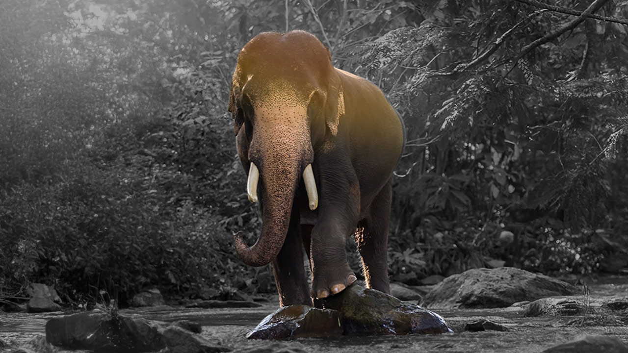 จำนวนช้างไทย เมื่อเมืองล้อมป่า พื้นที่หากินไม่เพียงพอ