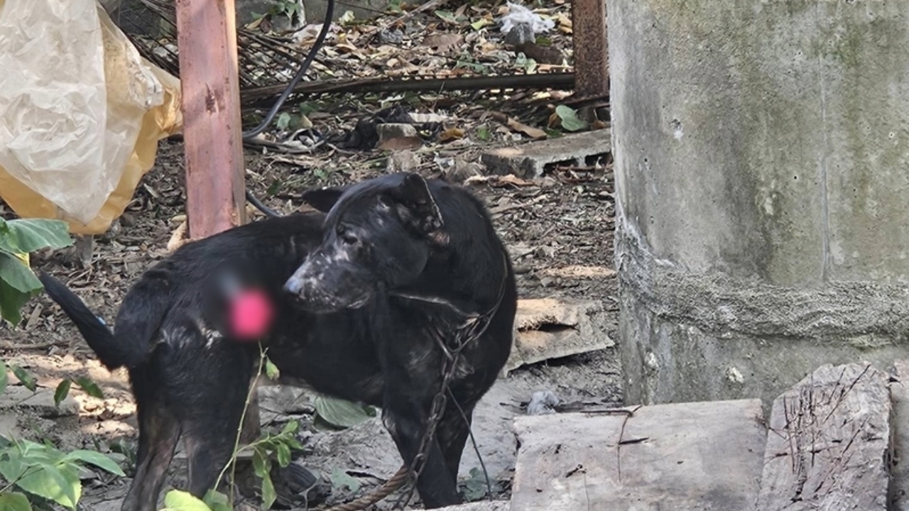 ย้าย "เจ้าดำ" หมาพันธุ์ผสมพิตบูลไปอยู่ศูนย์พักพิง หลังกัดเจ้าของวัย 84 ปี ดับ