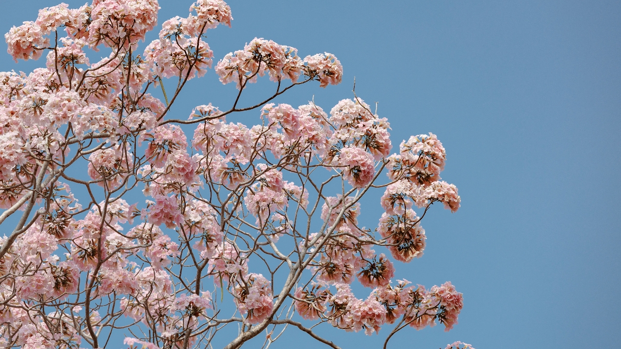 เตรียมตัวให้พร้อม คาดการณ์บานดอกชมพูพันธุ์ทิพย์ ม.เกษตรฯ กำแพงแสน ปี 2568