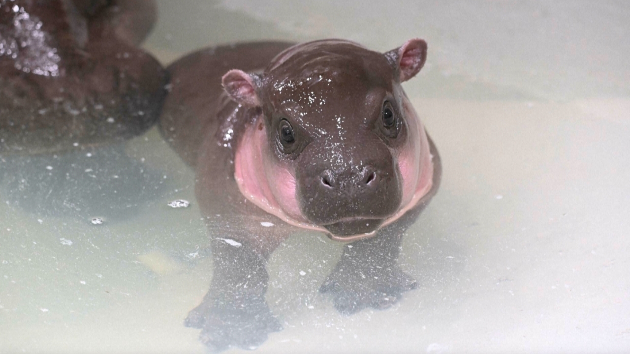 เด้งไม่แพ้หมูเด้ง ลูกฮิปโปแคระสวนสัตว์เวอร์จิเนียลงเล่นน้ำครั้งแรก