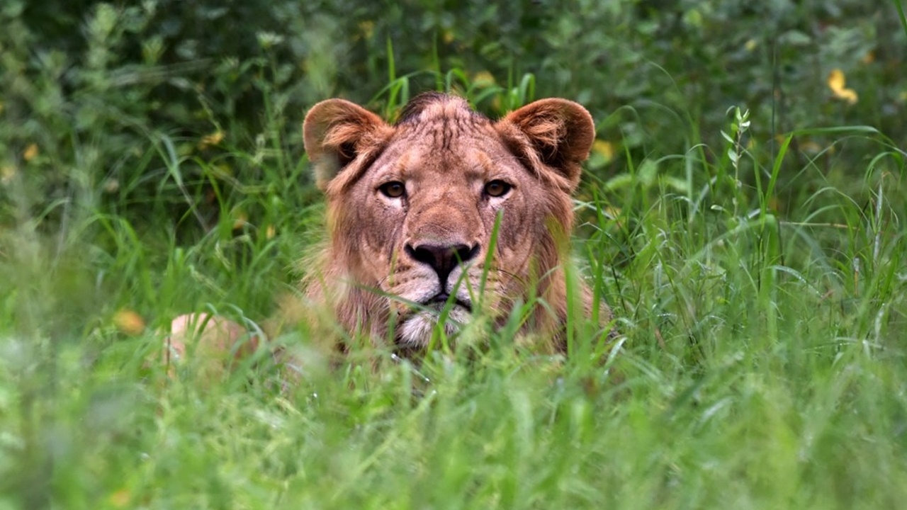 เด็กซิมบับเววัย 8 ขวบ รอดตาย หลงในอุทยานสัตว์ป่านาน 5 วัน