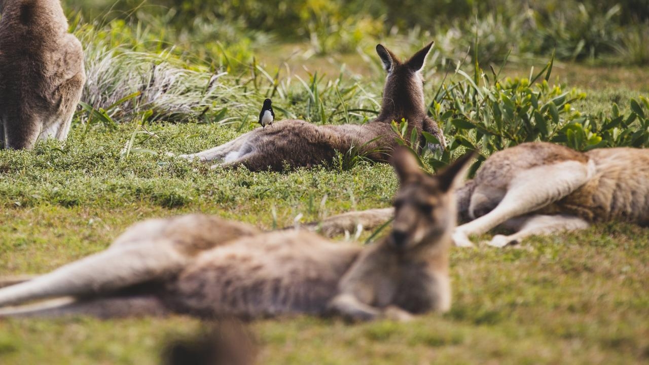 ออสเตรเลียรวบชายก่อเหตุยิง "จิงโจ้" ตายเกือบ 100 ตัว