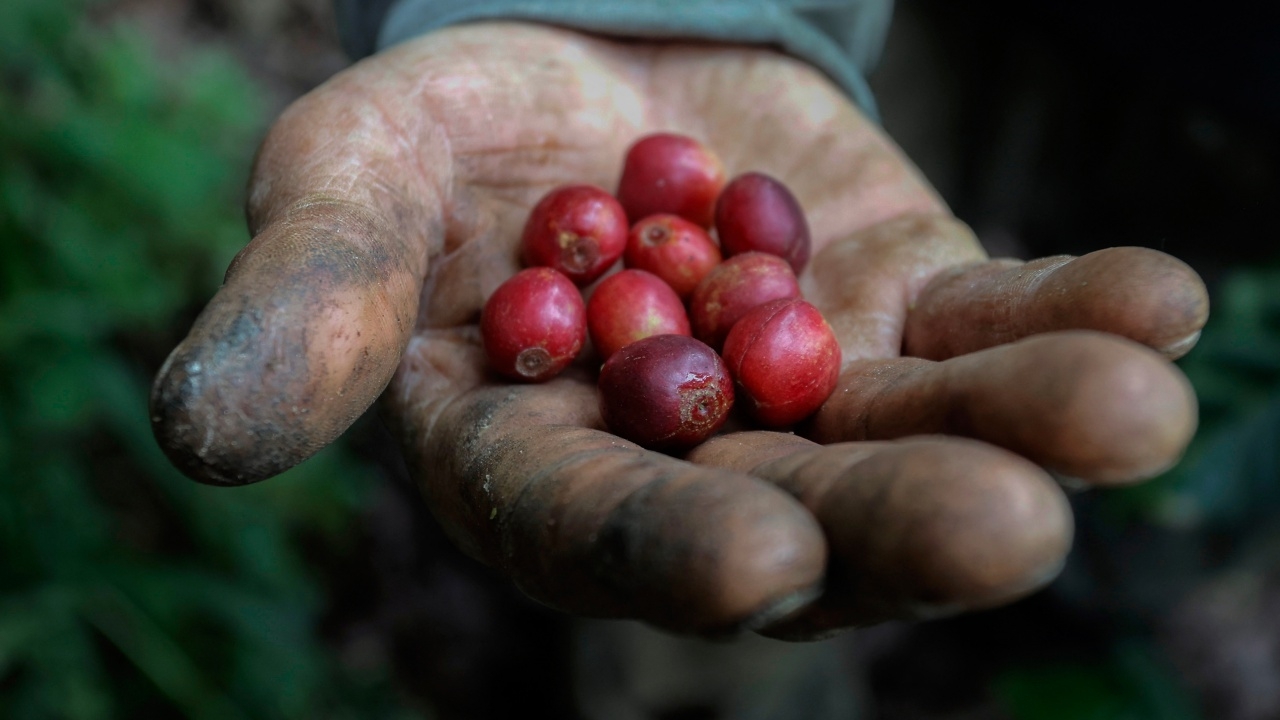 ราคากาแฟ พุ่งสูงสุดเป็นประวัติการณ์ ในรอบ 47 ปี