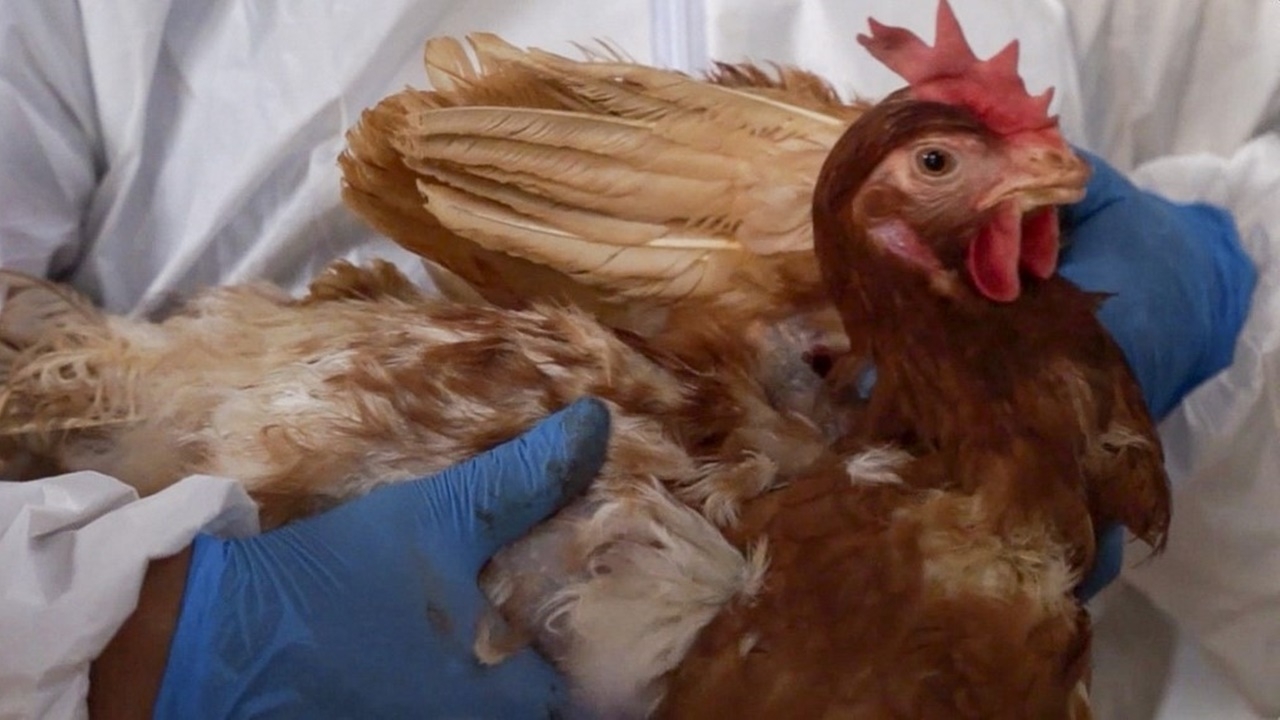 CDC ยืนยัน พบผู้ติดเชื้อไข้หวัดนกอาการรุนแรง รายแรกในสหรัฐฯ