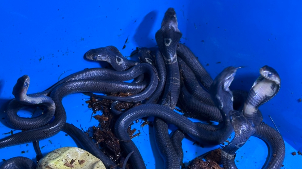 หนุ่มดับเพลิงเผยคลิป "ฟักไข่ลูกงูเห่า" รอดชีวิต 13 ตัว คนขอซื้อไปเซอร์ไพรส์แฟน