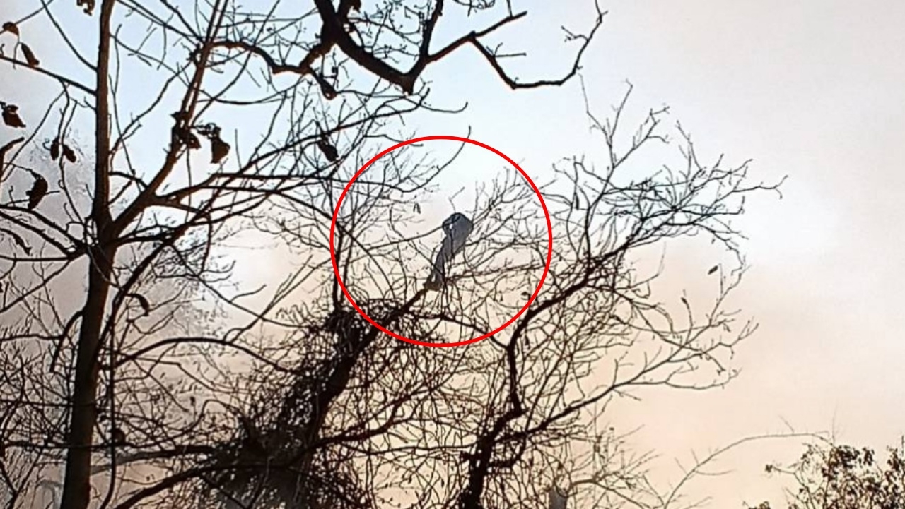 หนุ่มแอบมาตีผึ้งในวัด ทำไฟไหม้ป่า ตัวเองสำลักควันติดอยู่บนต้นไม้หวิดดับ