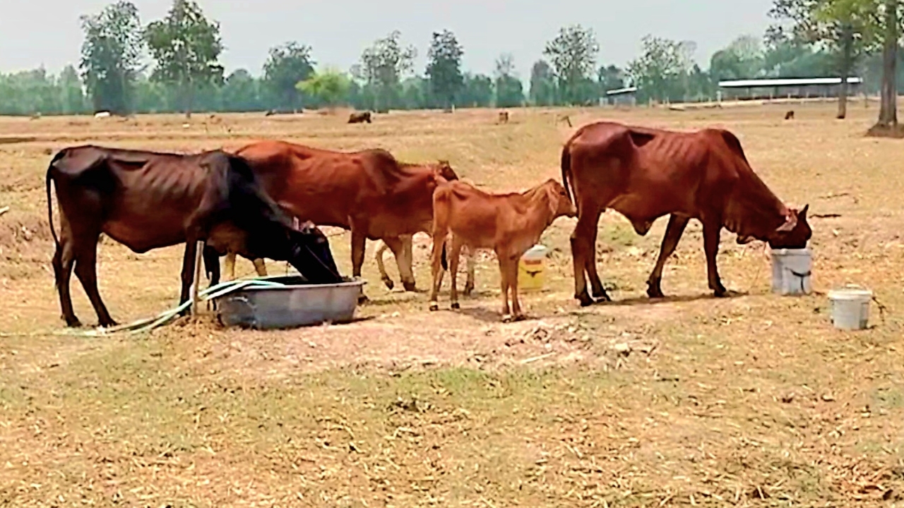 "สุรินทร์" ส่อเค้าแล้งจัด ชาวบ้านต้องขนน้ำไปให้วัวควายกินตามท้องนา