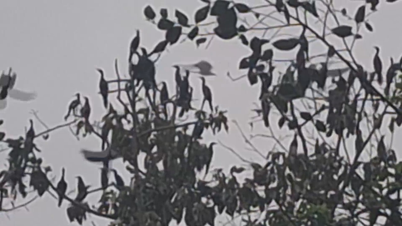 ชาวบ้านผวา "นกปากห่าง" นับหมื่นตัว บุกยึดวัดป่า ทำพระทิ้งกุฏิกลัวติดโรคระบาด