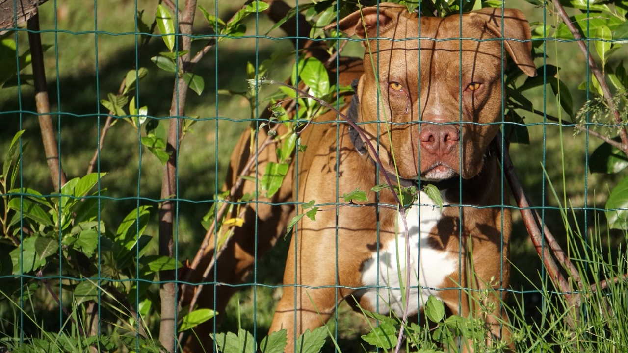 ผวา หมาพิตบูลเปิดหน้าต่างรถ กระโจนกัดคนบนถนนในไต้หวัน ก่อเหตุซ้ำ 2 ครั้งใน 1 เดือน (คลิป)