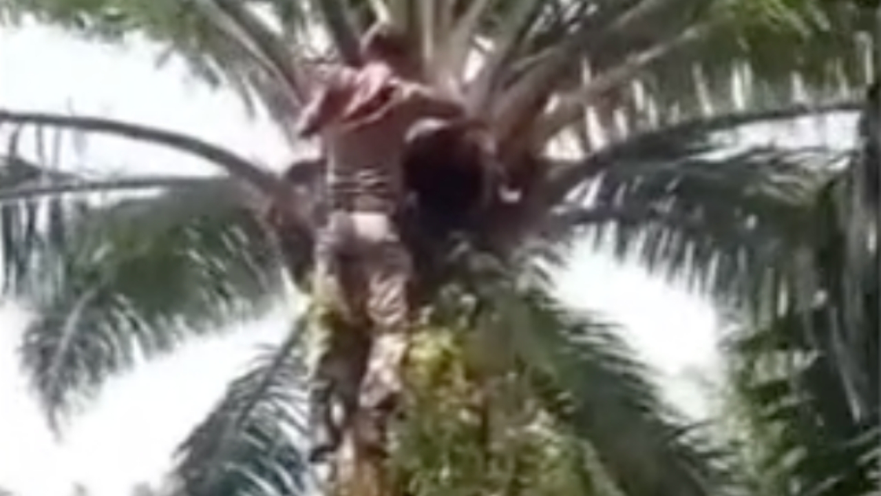 เป็นให้ทุกอย่างแล้ว แมวหนีหมาขึ้นต้นปาล์ม 2 วันไม่ยอมลง สุดท้ายฮีโร่ปีนขึ้นช่วย